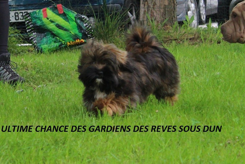 Publication : Des Gardiens Des Reves Sous Dun 