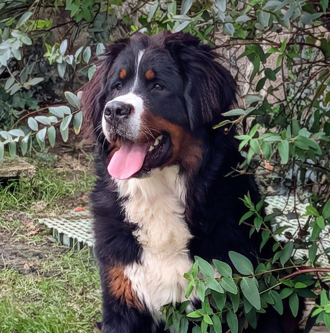 Publication : des Elfes Du Vent Auteur : V.Vinard