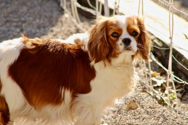 Publication : de la Bastide du Jas de Jeromes Auteur : STEPHANE GIROUD