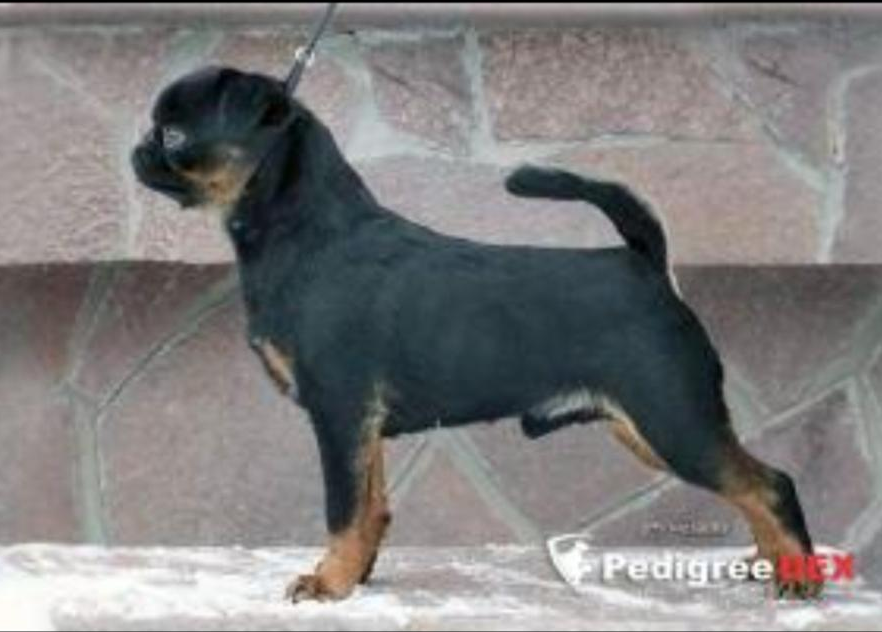 CH. russisch geist Shubert