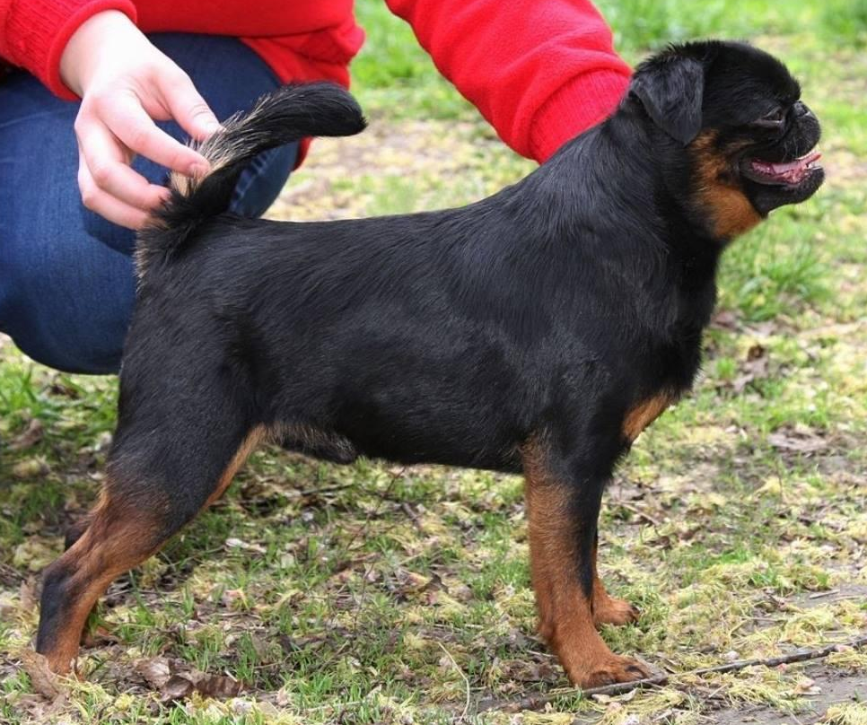 CH. beauview Buck the trend