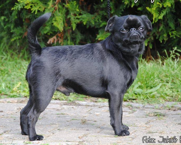 CH. Legend can talk corsairey casch