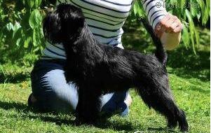 CH. Bado blackrottmar