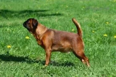 CH. Maljutka Browny OSENNYAYA RAPSODIYA