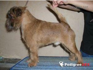 CH. zerkalo dushi Vincent the red