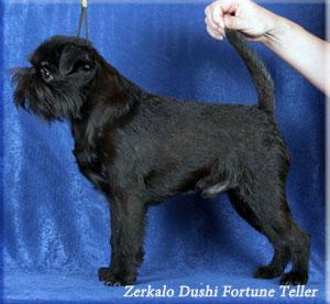 CH. zerkalo dushi Fortune teller