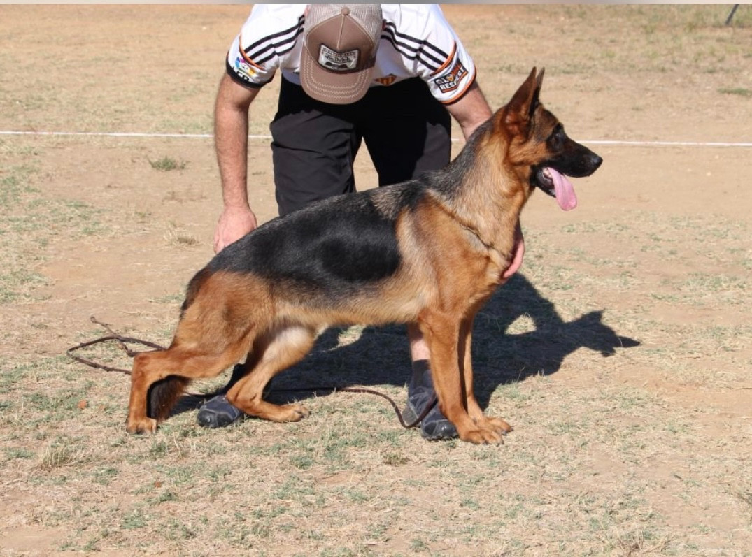 Publication : des Cieux Dorés Auteur : PAREDES