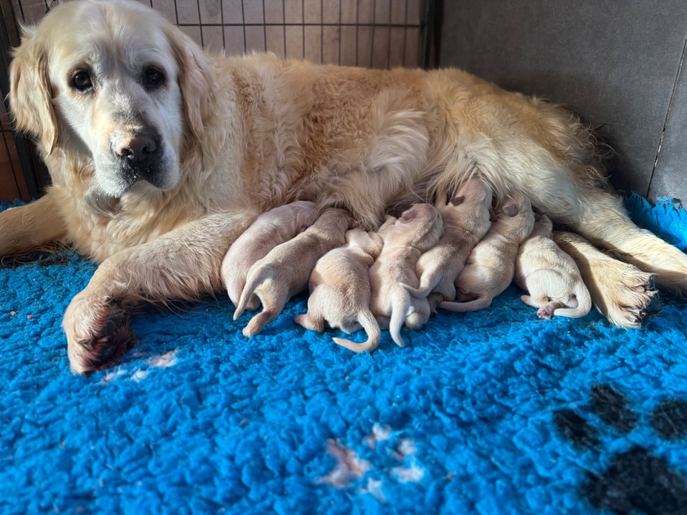 Publication : du Château de l'Amour 