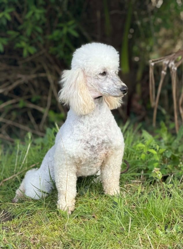 Publication : Of Aveburry Queen Auteur : OF AVEBURRY QUEEN
