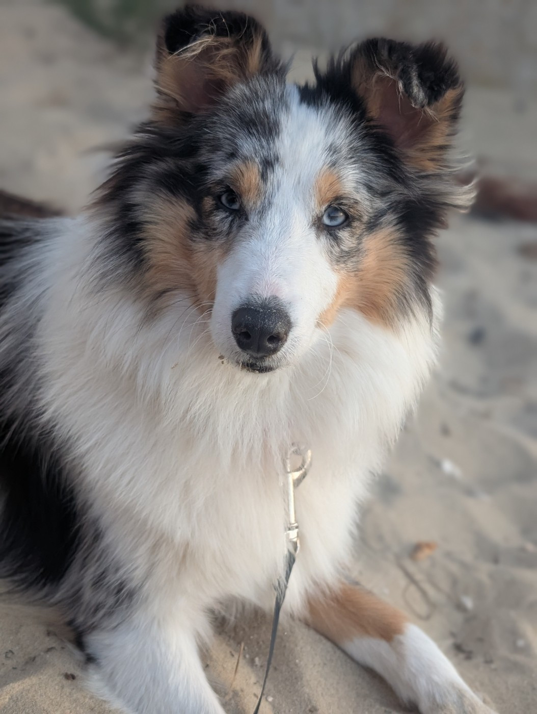 Publication : De L'Arche De Sarah 