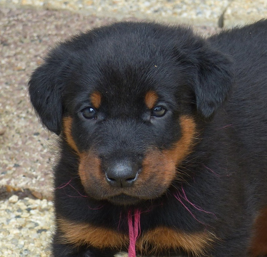 Publication : du Royaume D'Elsa