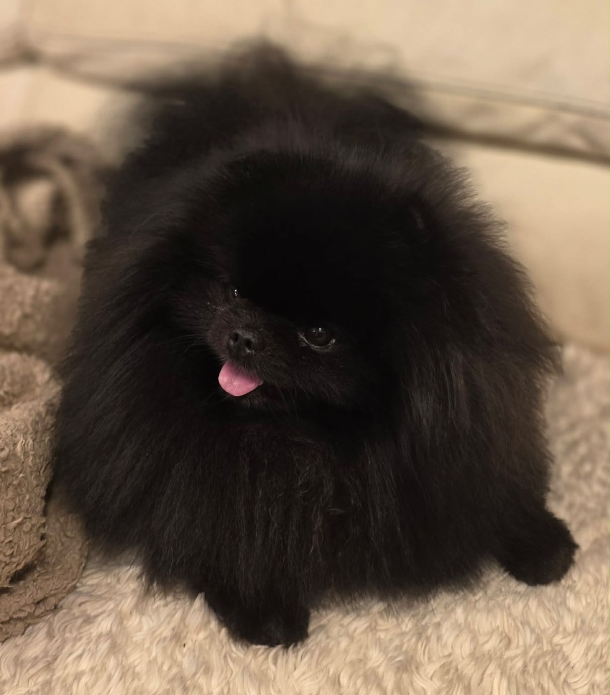 Publication : Pom My God 