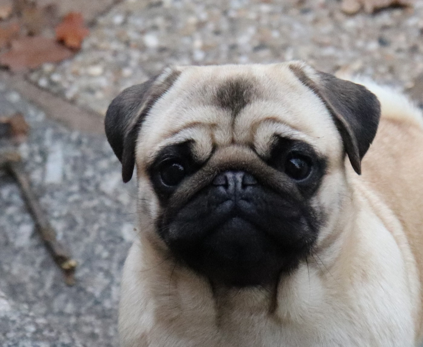 Publication : du Val de L'enchanteur Auteur : aurelie pernot