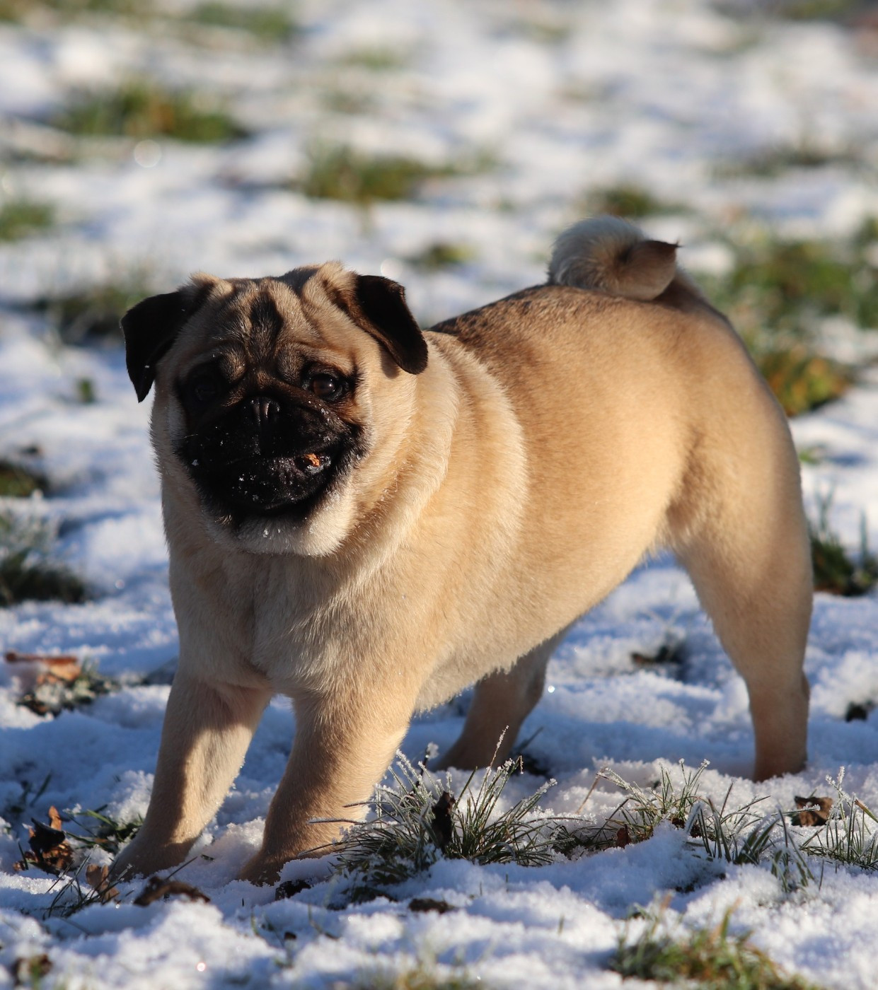 Publication : du Val de L'enchanteur 