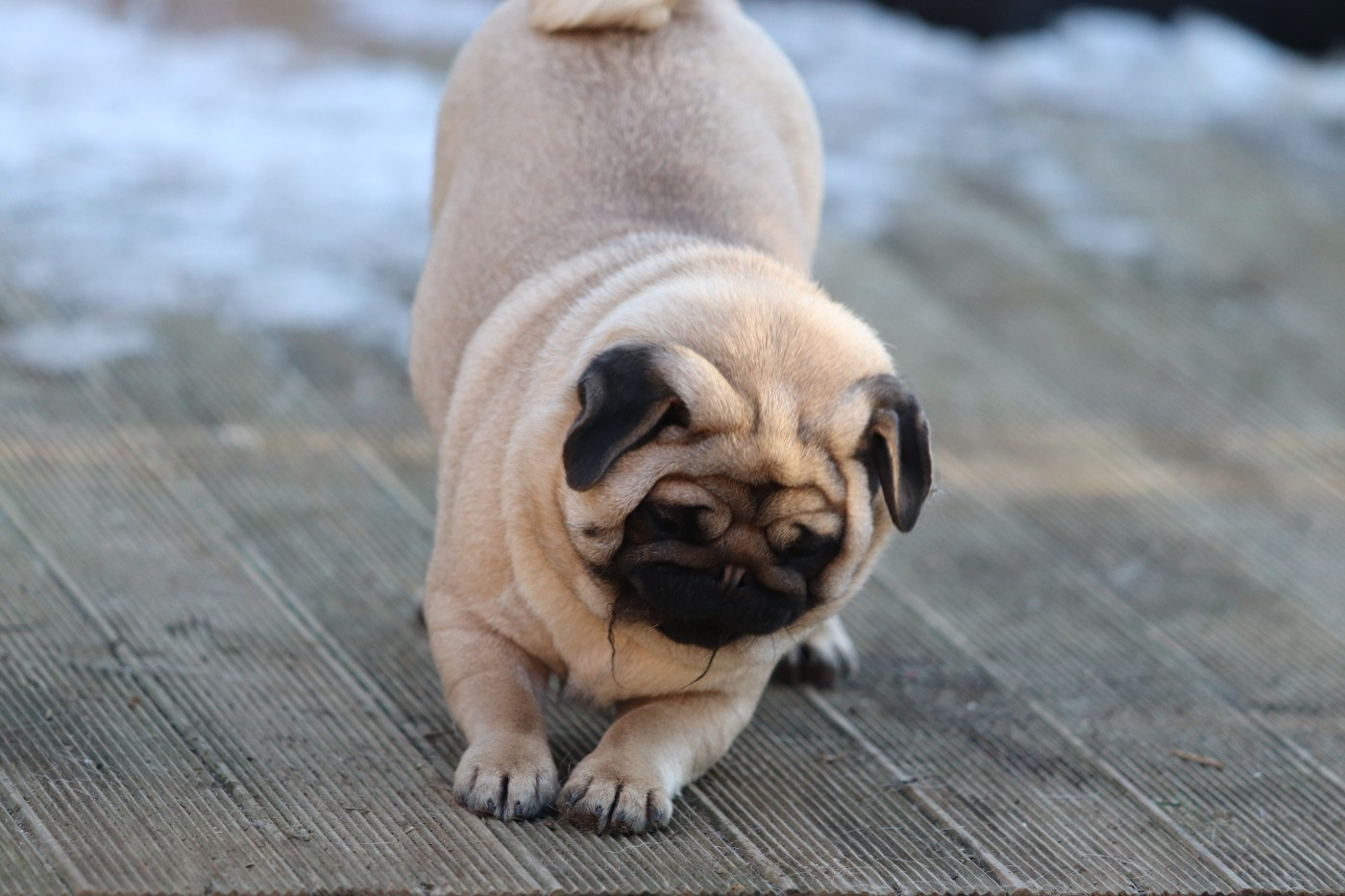 Publication : du Val de L'enchanteur 