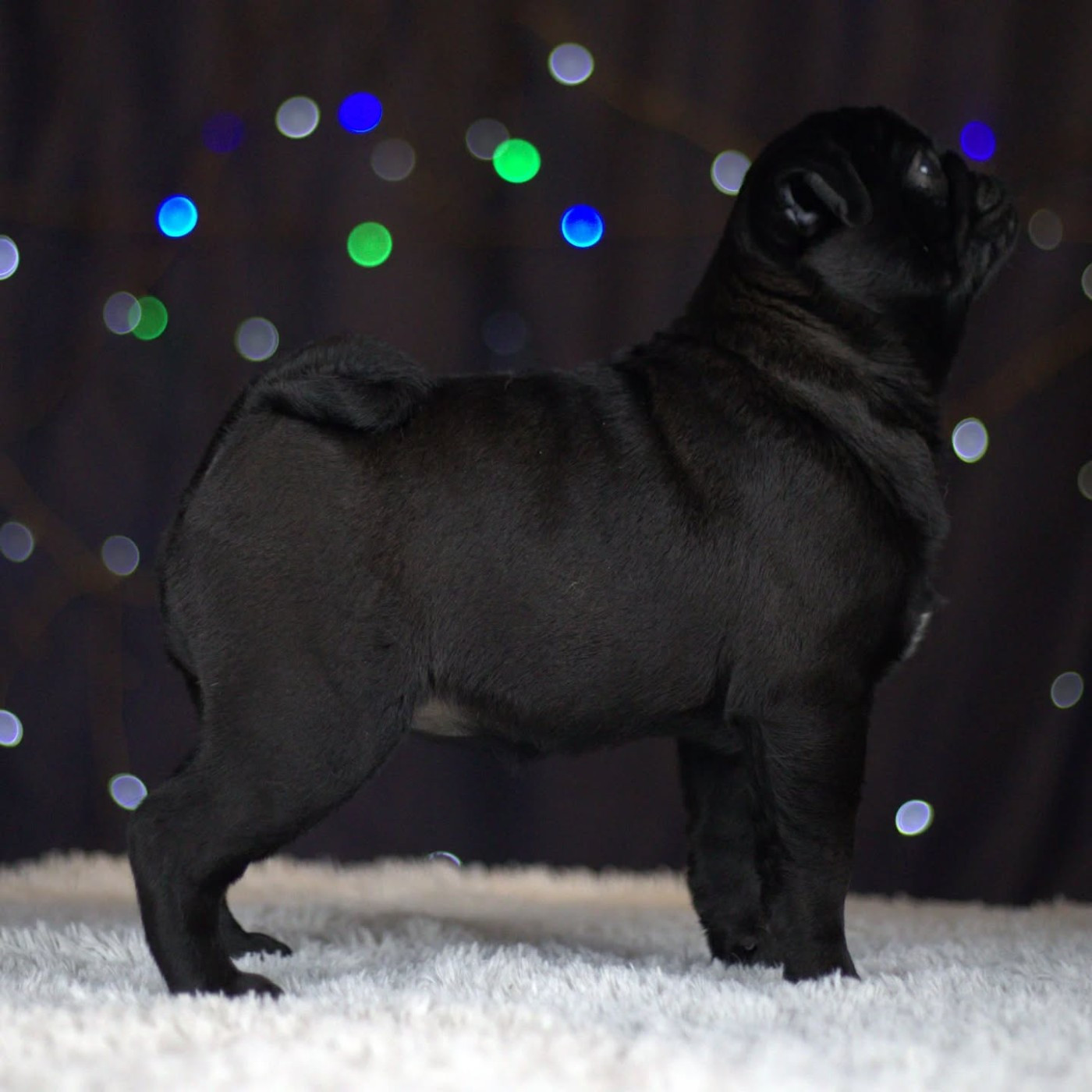 Publication : du Val de L'enchanteur 