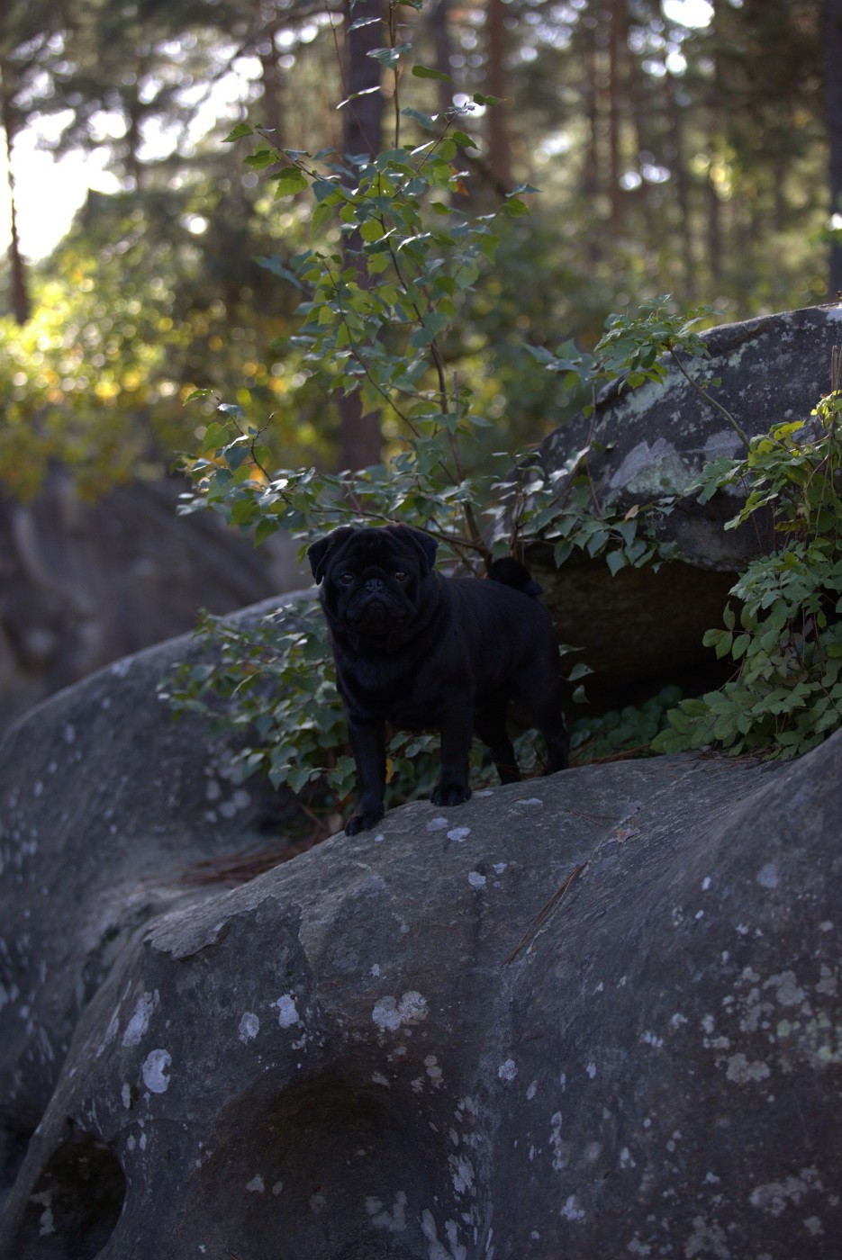 Publication : du Val de L'enchanteur 