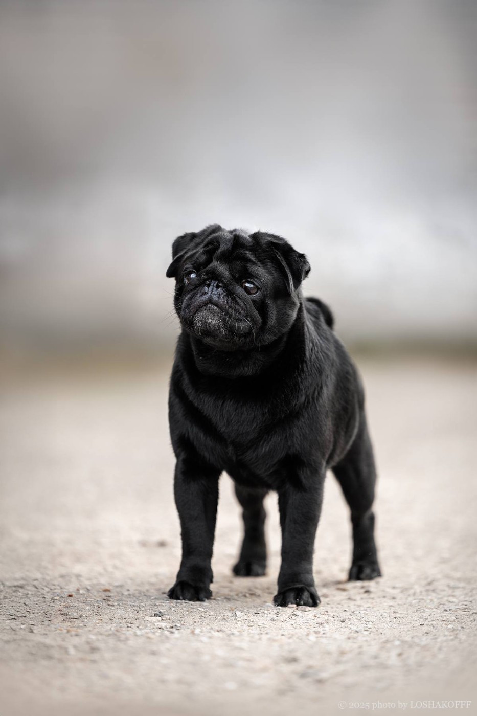 Publication : du Val de L'enchanteur 