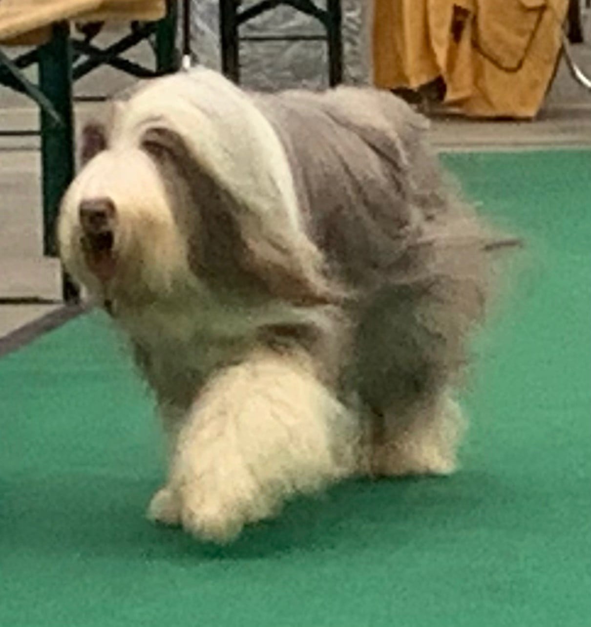 CH. TULA Of Pure Magic Wood