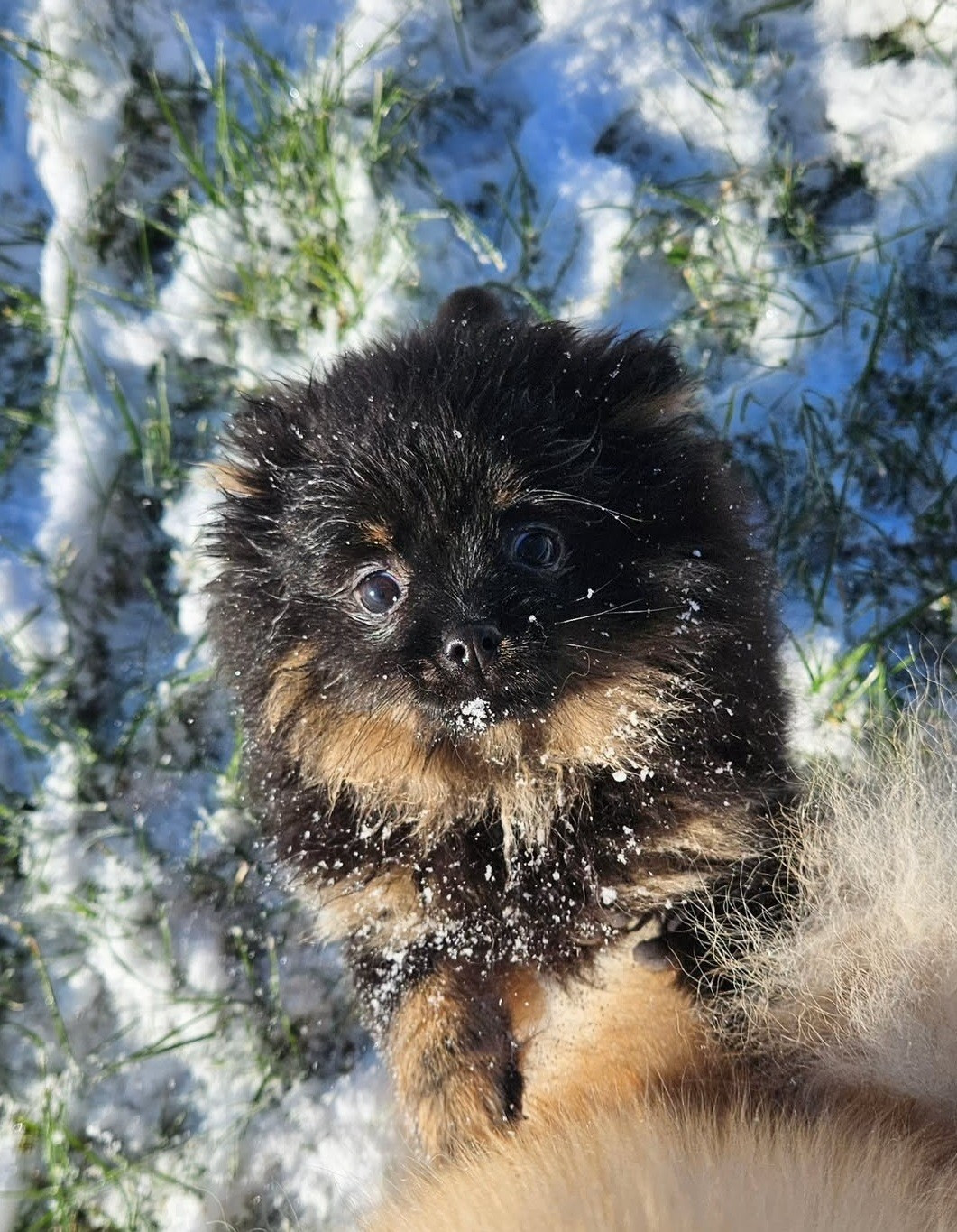 Publication : de ponflot 