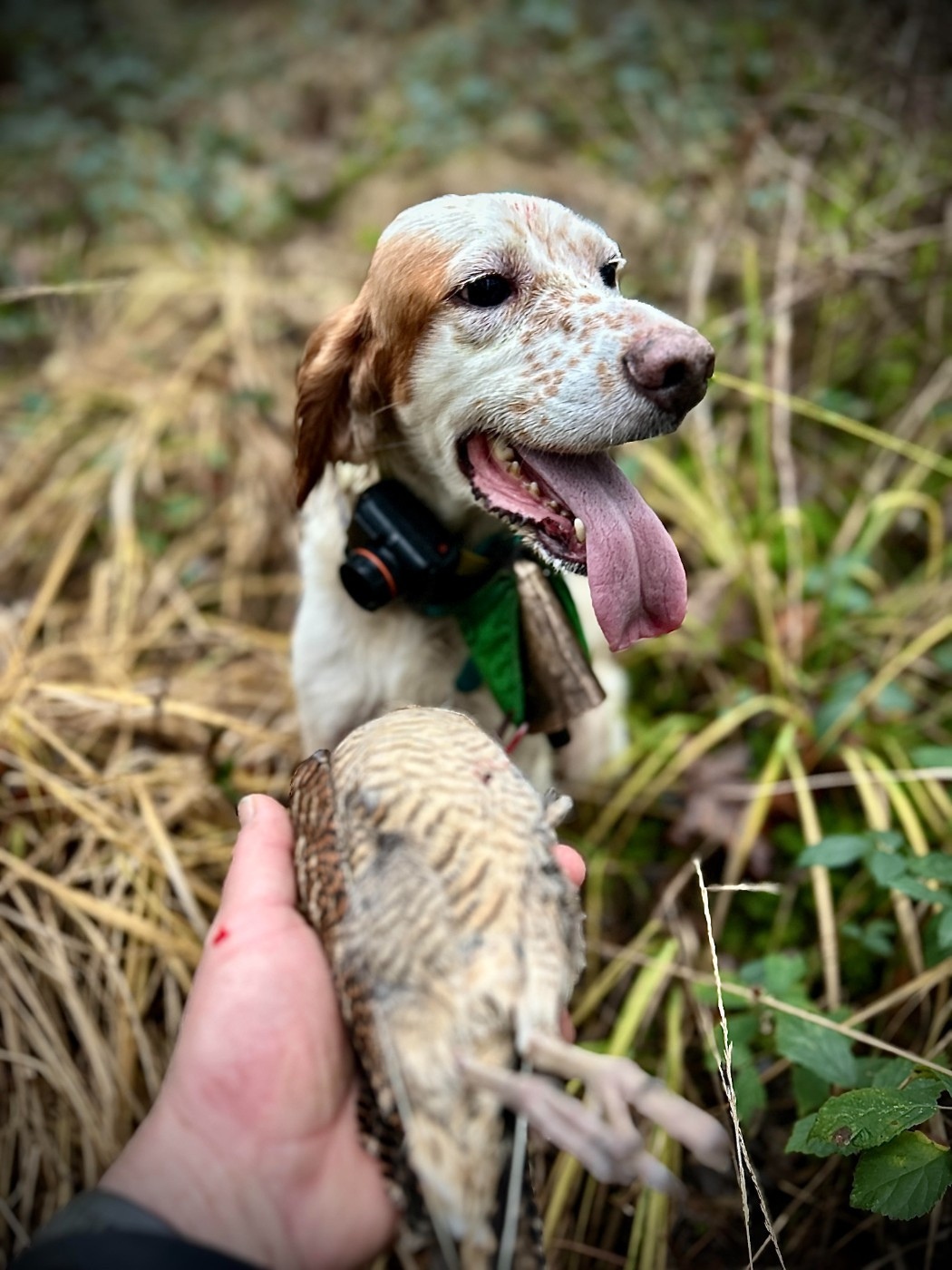 Publication : Des Rives De La Musstière 