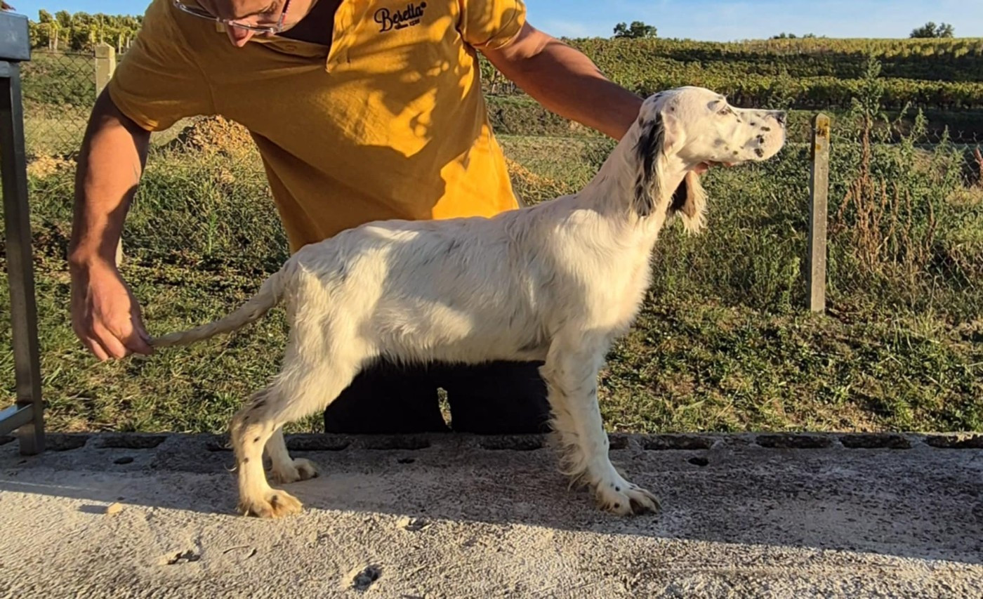 Publication : Des Rives De La Musstière 