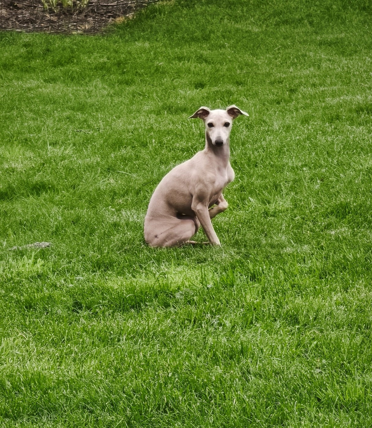 Publication : d'an Teod Glaz