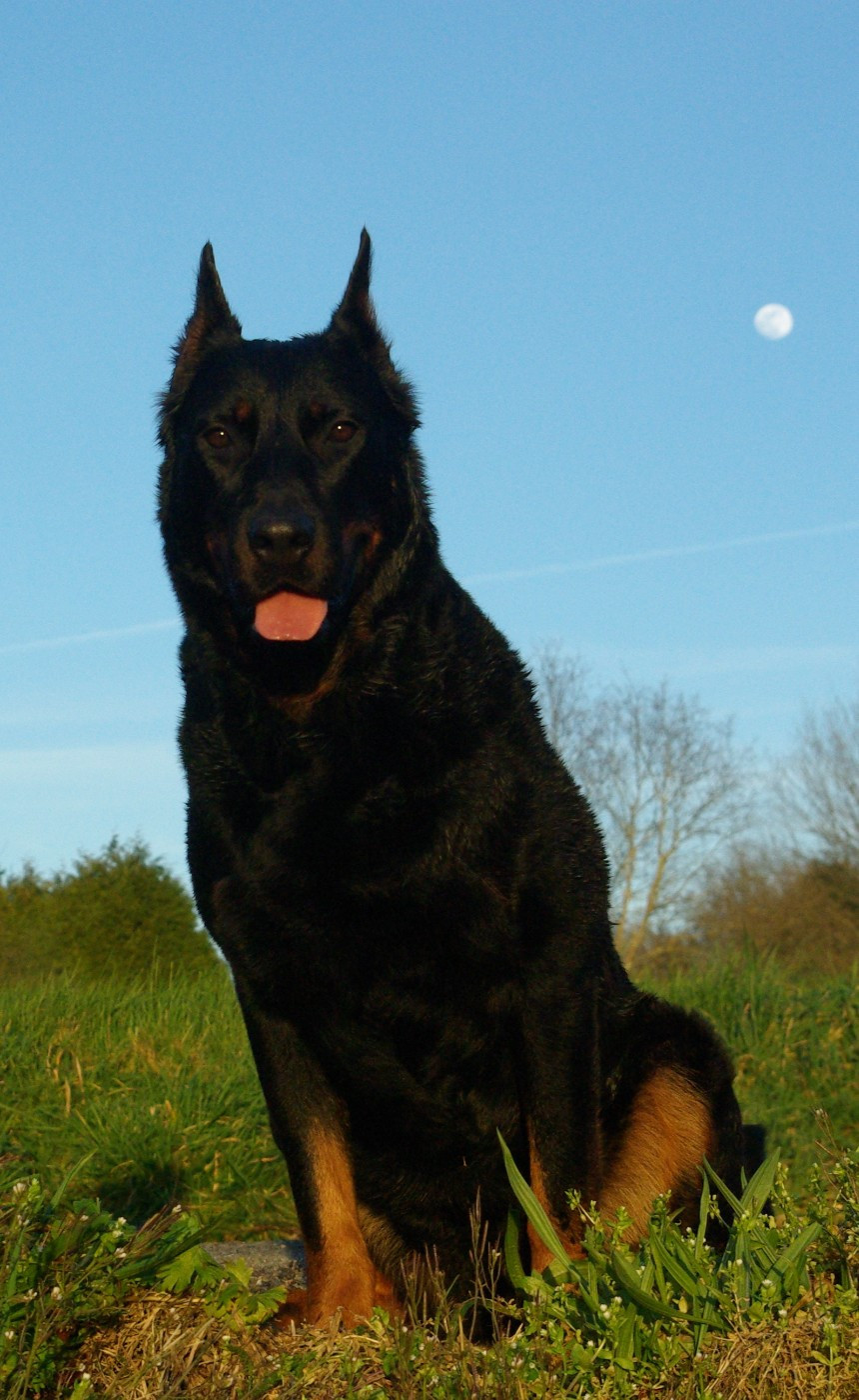 Publication : Imperator's Legacy