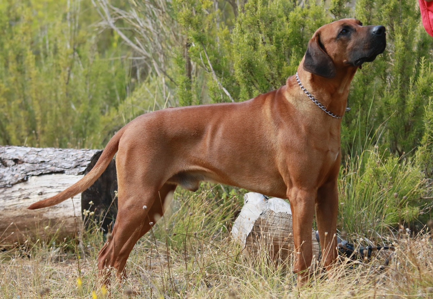 Publication : De vianini 