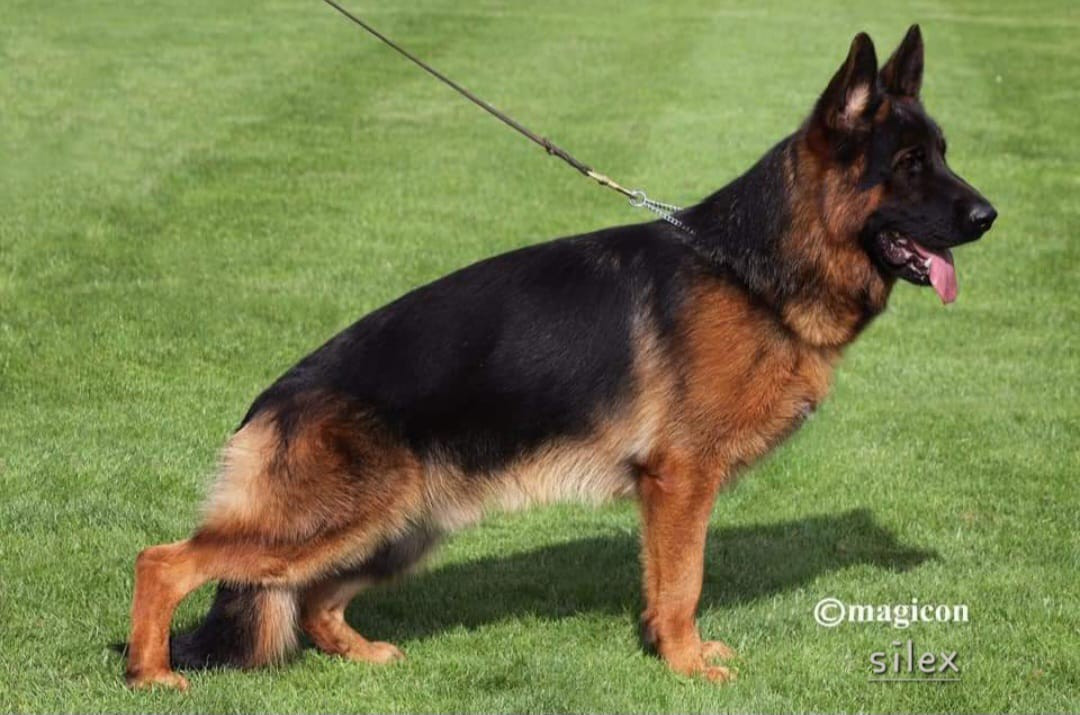 Publication : Du Logis De Caline Auteur : EMMANUEL JACQUES