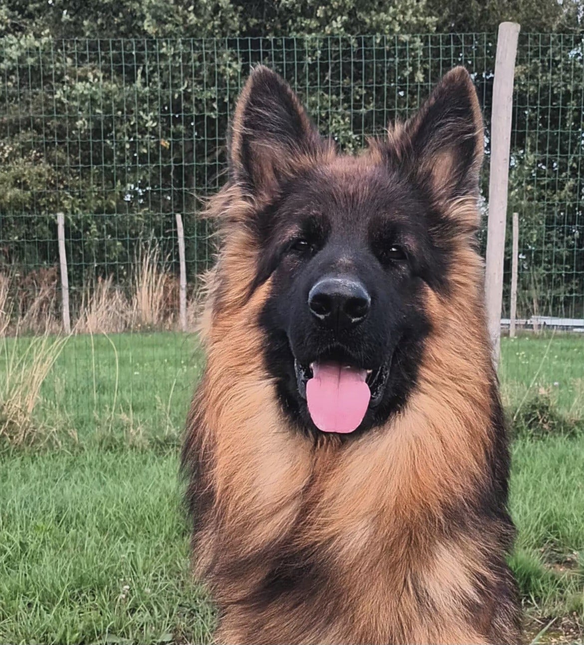 Publication : Du Logis De Caline Auteur : EMMANUEL JACQUES