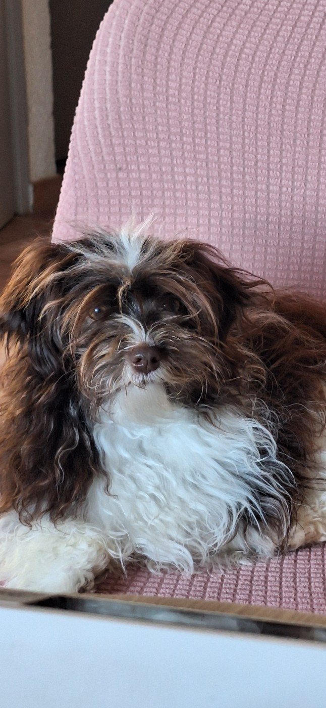 Publication : O P'tit Havanais Gourmand