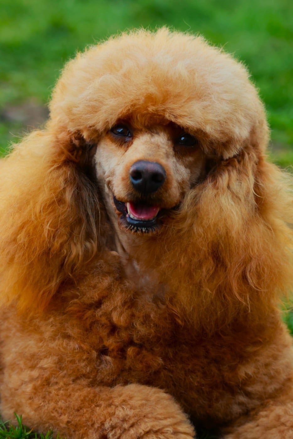 Rolling stones Fabien de jye