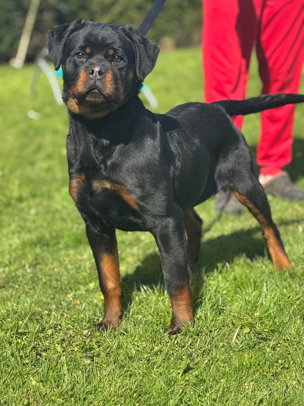 Publication : Des Rotts D'enowill 