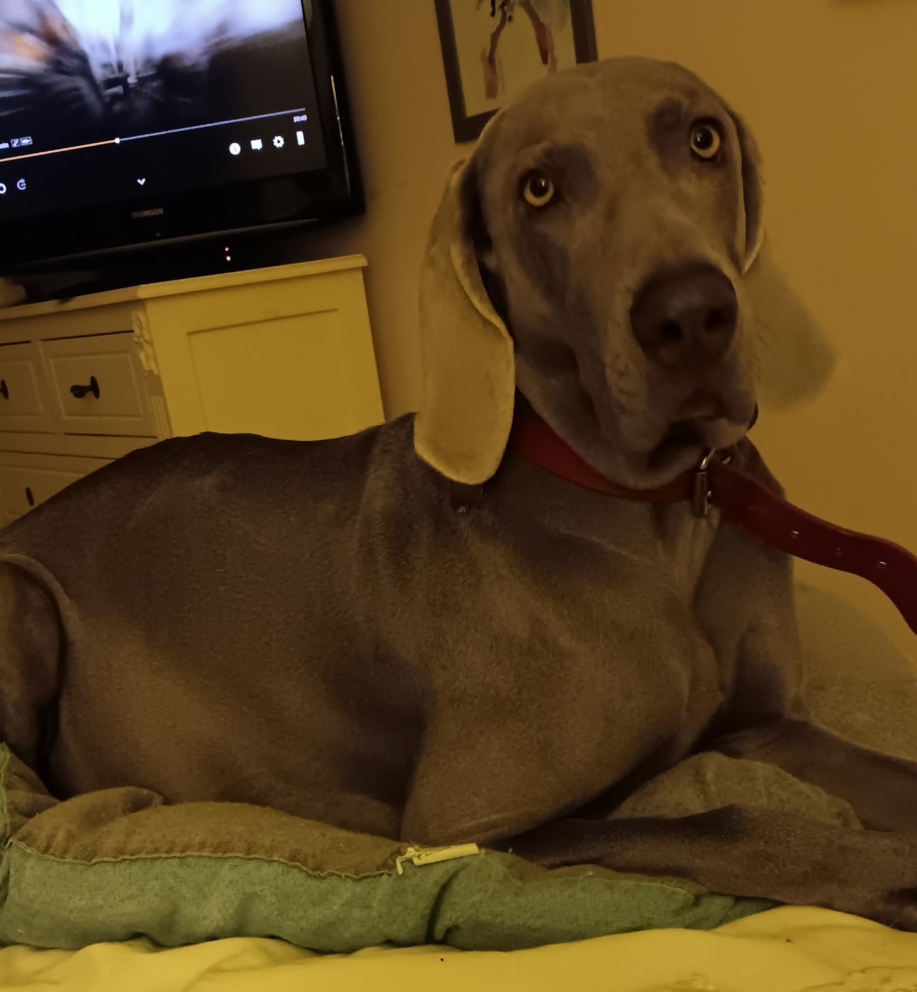 Publication : De gray ghost' de la chevalerie Auteur : Chantal Lecacheux