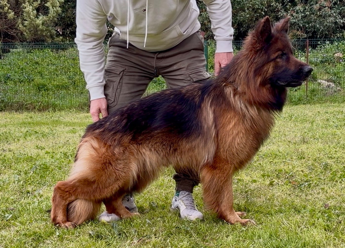 Publication : Vizzavona Auteur : Claudot