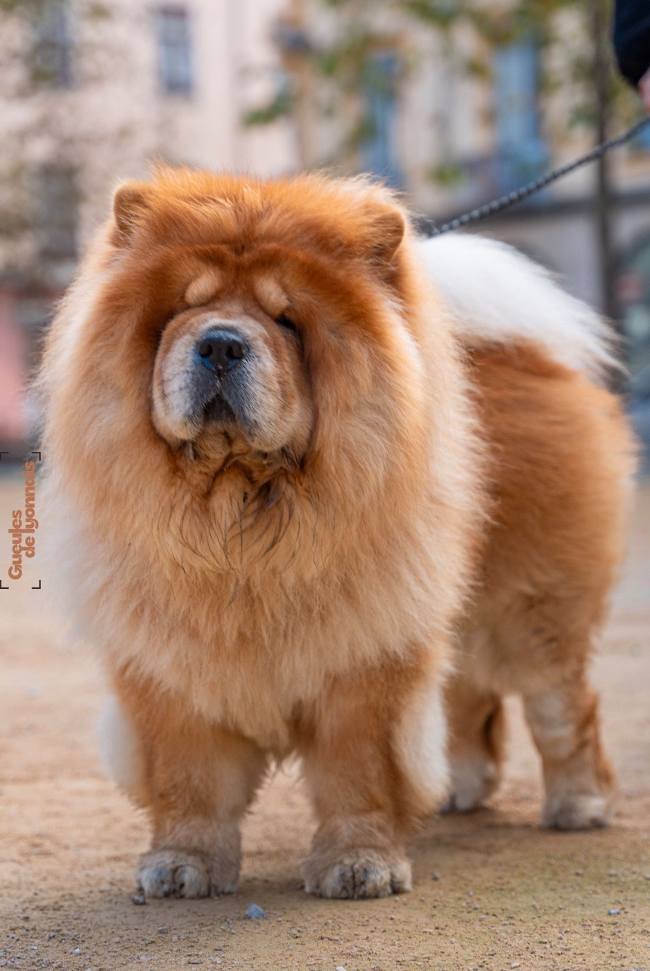 S Nesta (Sans Affixe)