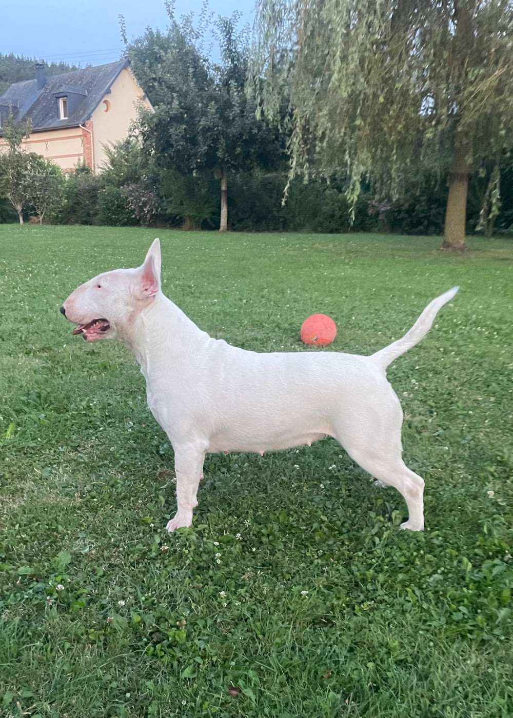 Publication : Nose Riding Auteur : Mathieu Queval