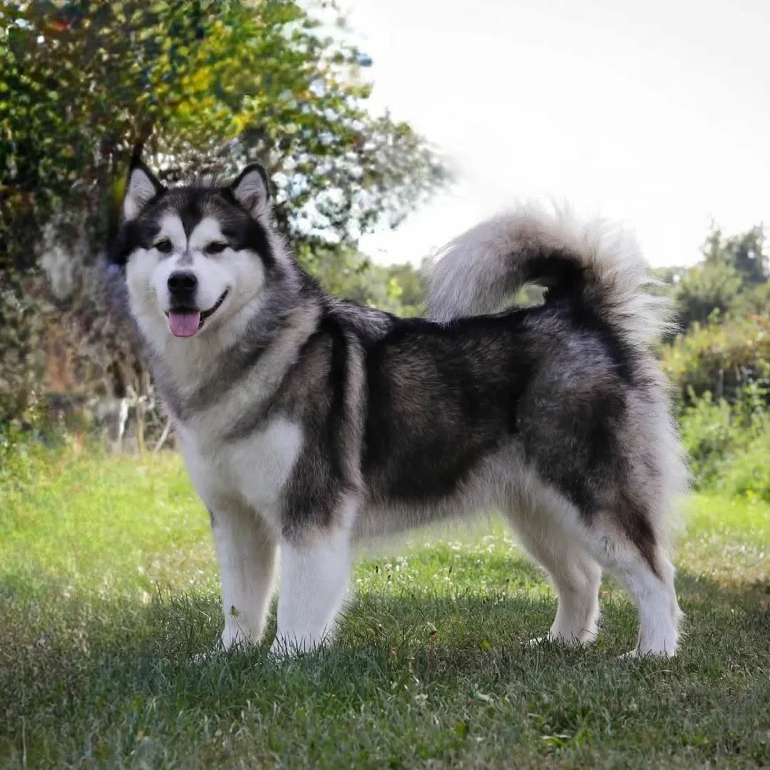 Publication : Nooak Snow 