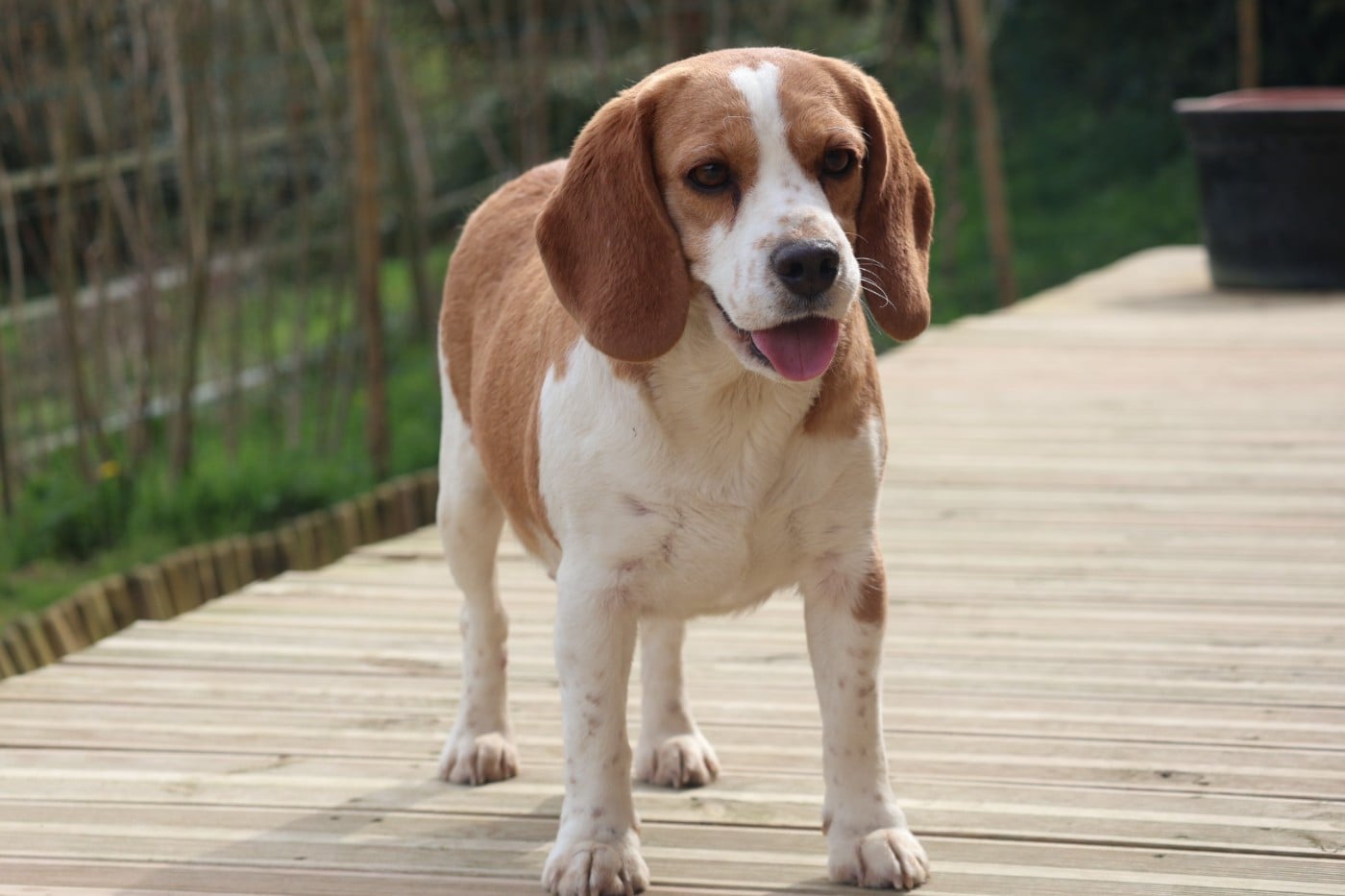 Publication : Du Domaine De Phoebapooros 