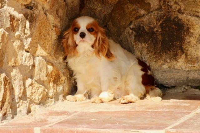 Publication : de la Bastide du Jas de Jeromes Auteur : STEPHANE GIROUD