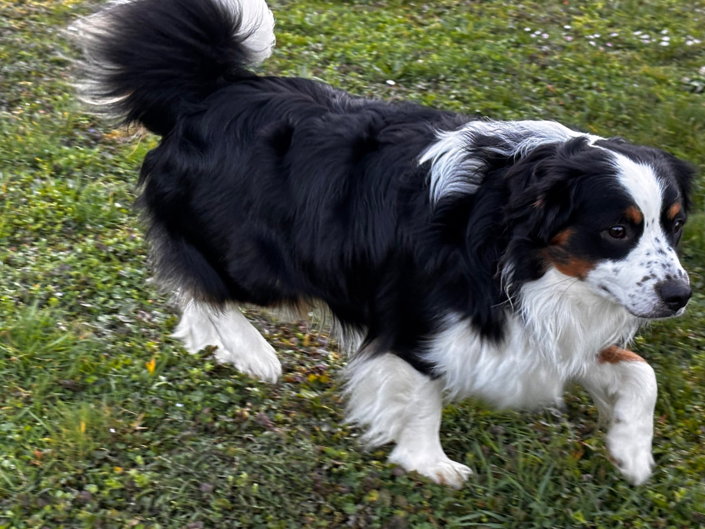 Publication : (Sans Affixe) 