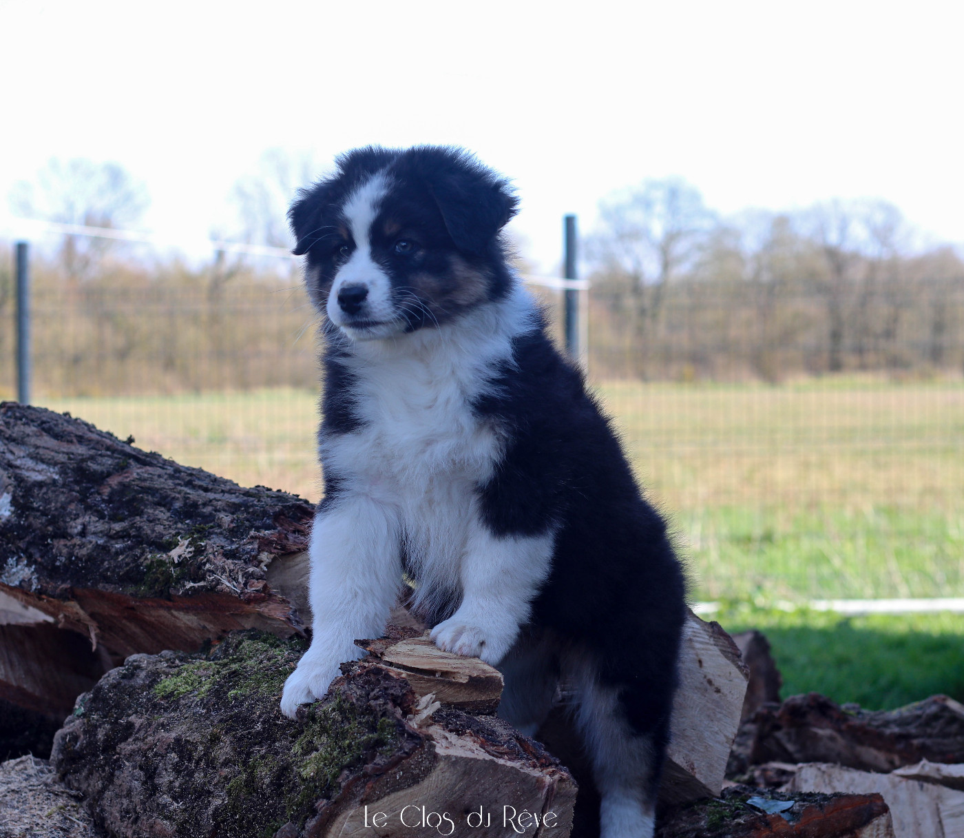 Publication : Du Clos Du Rêve D'une Vie 