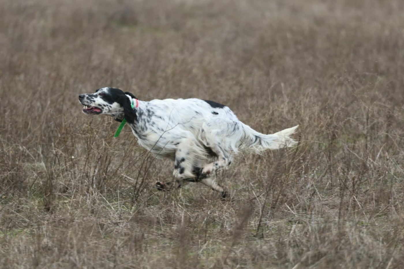 VERDI Du Château De Menardiere