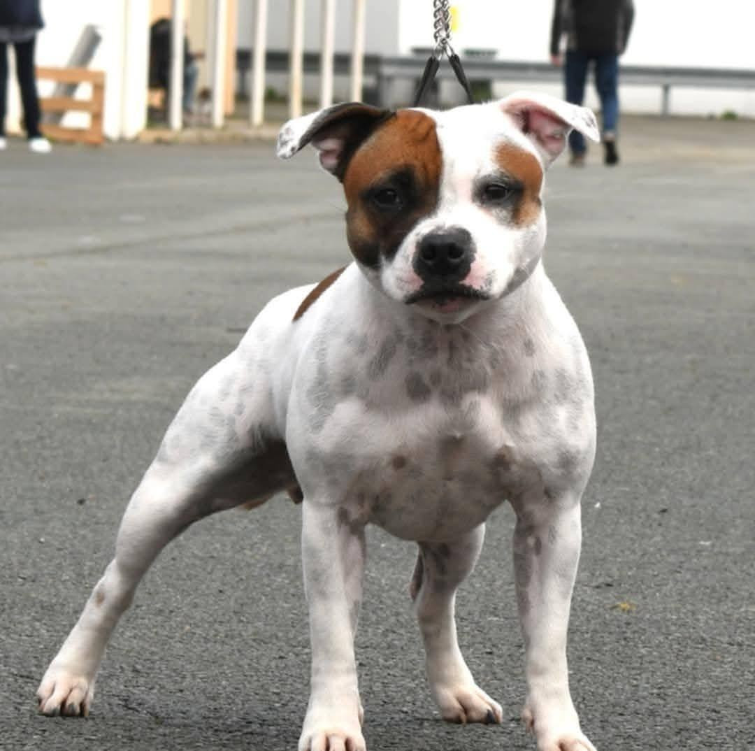 Publication : Staffanatic's Auteur : staffanatic