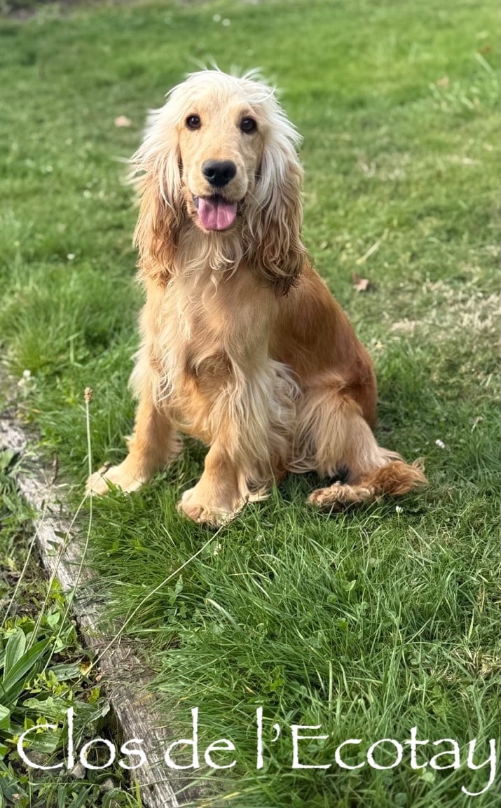 Publication : Du Clos De L'Ecotay