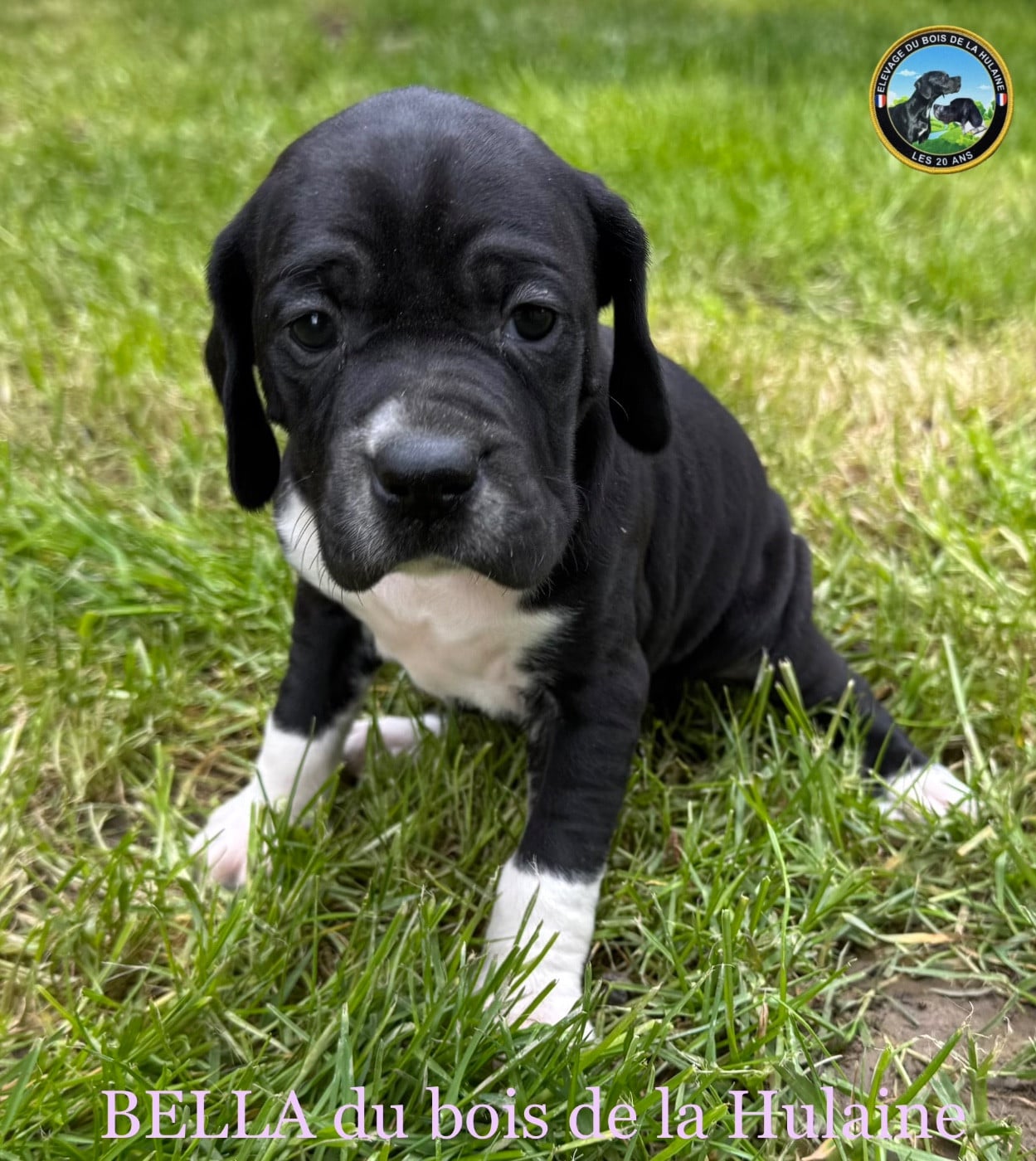 Publication : du bois de la Hulaine