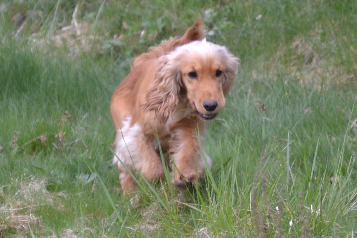 Publication : Sologne Hunters's 