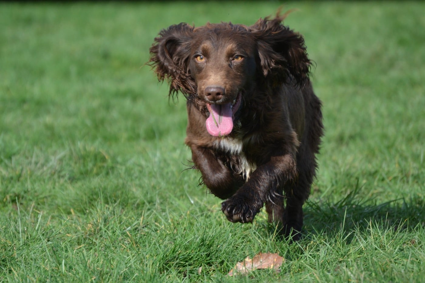 Publication : Sologne Hunters's 