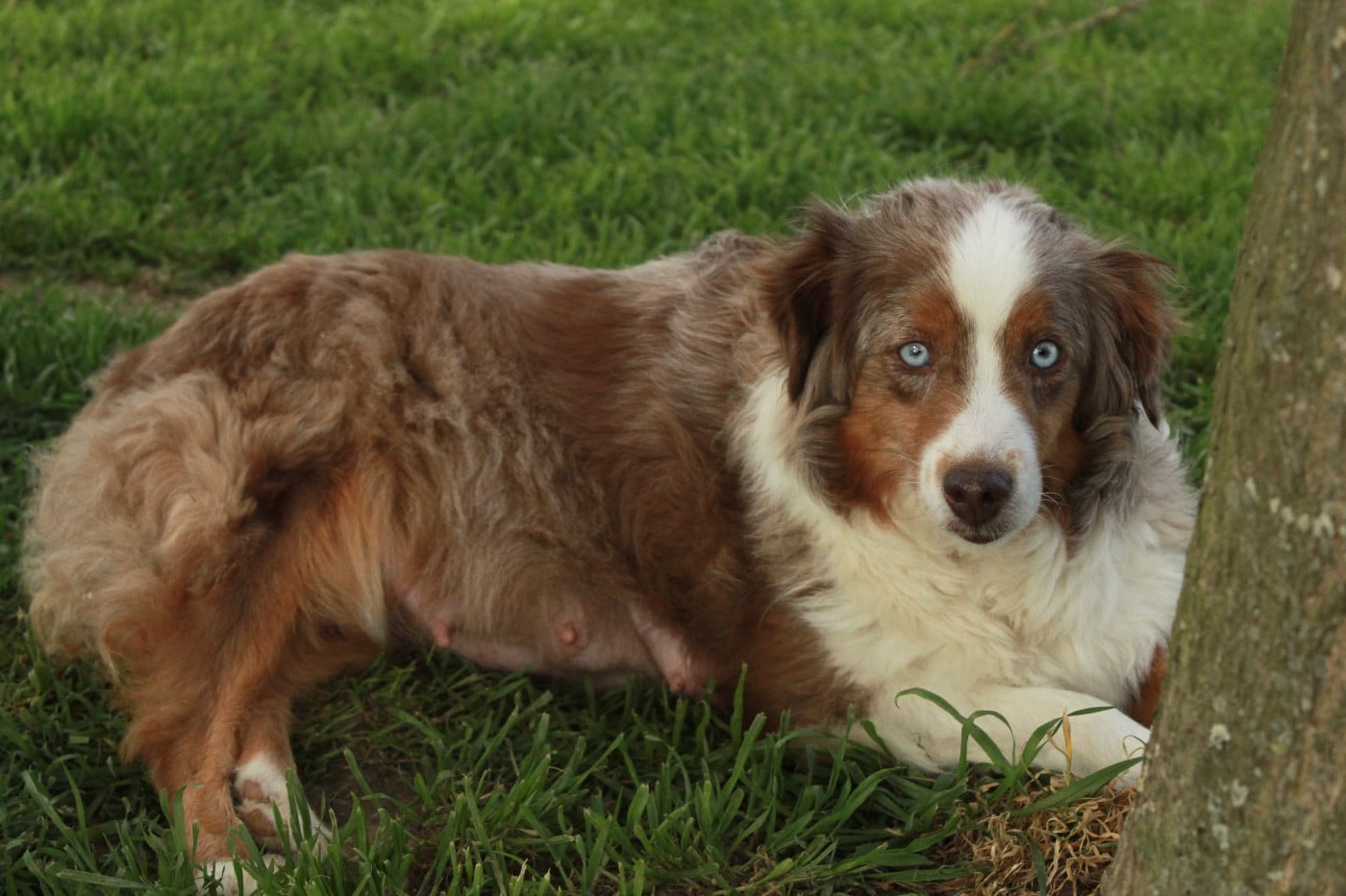 Publication : Des Montagnes Argentées 